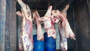 Brigada de Prevencion de delitos rurales decomiso 380 kgs de carne vacuna