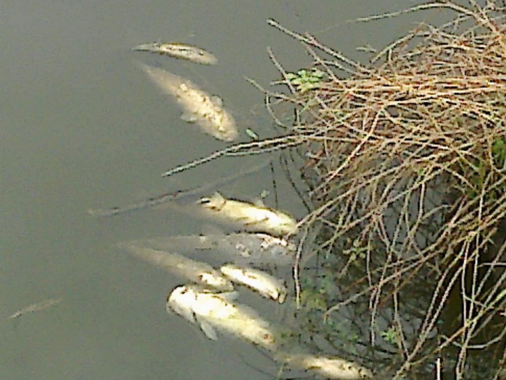 Marcada mortandad de peces en arroyos de la zona