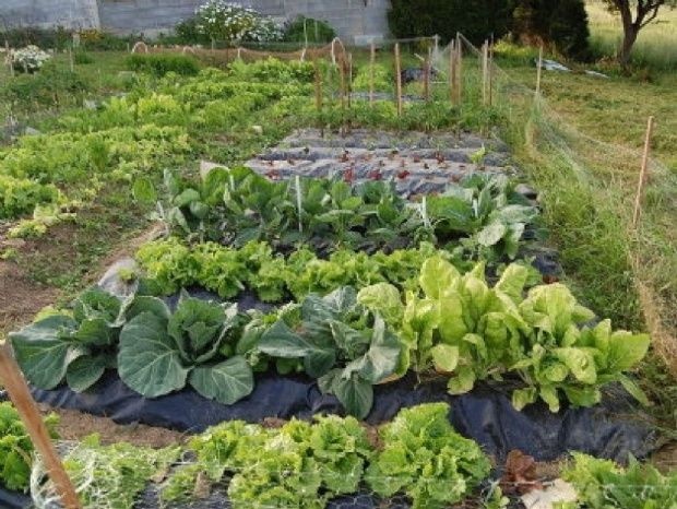 Curso de Huerta orgánica en la Escuela 17