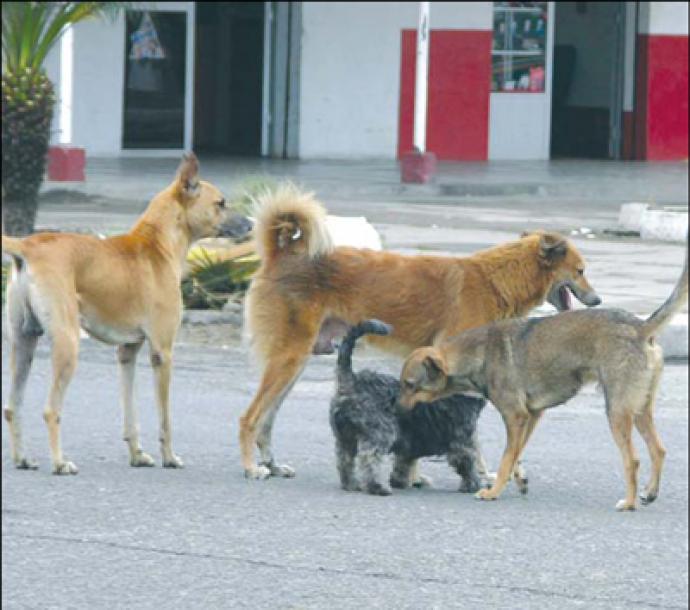 ESTE MIERCOLES COMIENZAN LOS OPERATIVOS PARA EL RETIRO DE PERROS SUELTOS EN LA VIA PÚBLICA.