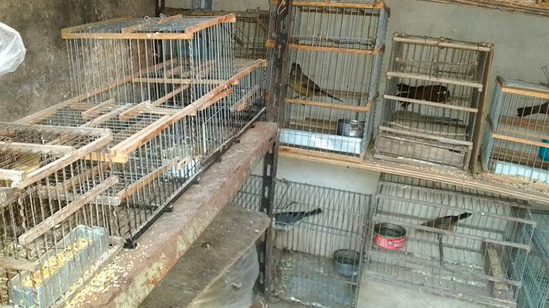 Secuestraron 44 aves y más de 50 jaulas: Hay un detenido y un policía herido