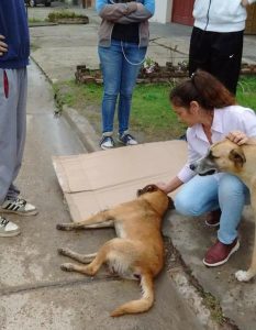 Hubo denuncia formal por la muerte del perro atropellado