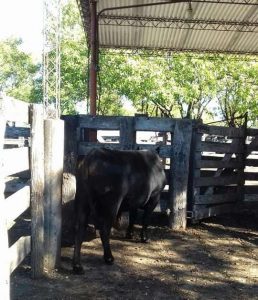 Toro sustraido en Cerrito fue recuperado cuando pretendia ser vendido en remate en nuestra ciudad