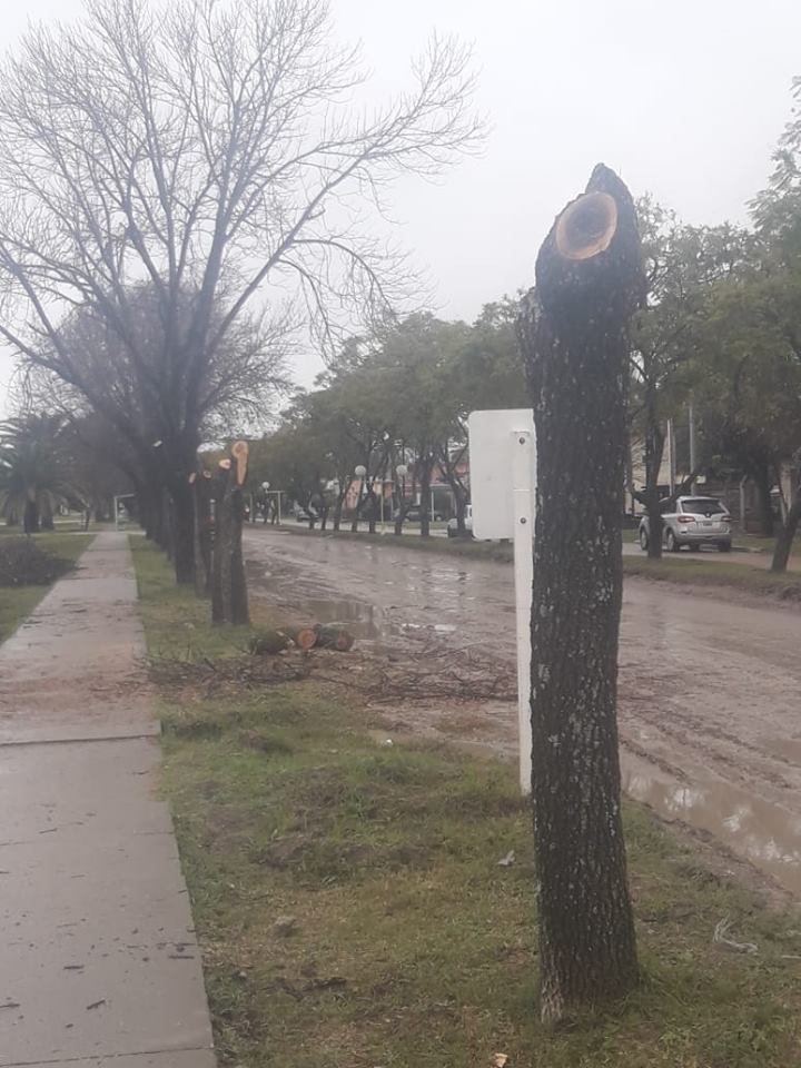 Se talan arboles de Avenida Urquiza