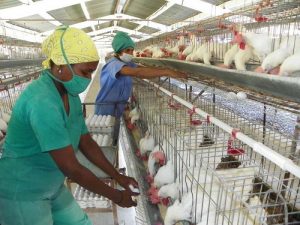 Paritarias Avícolas: aumento, recomposición, aporte no remunerativo y revisión en octubre