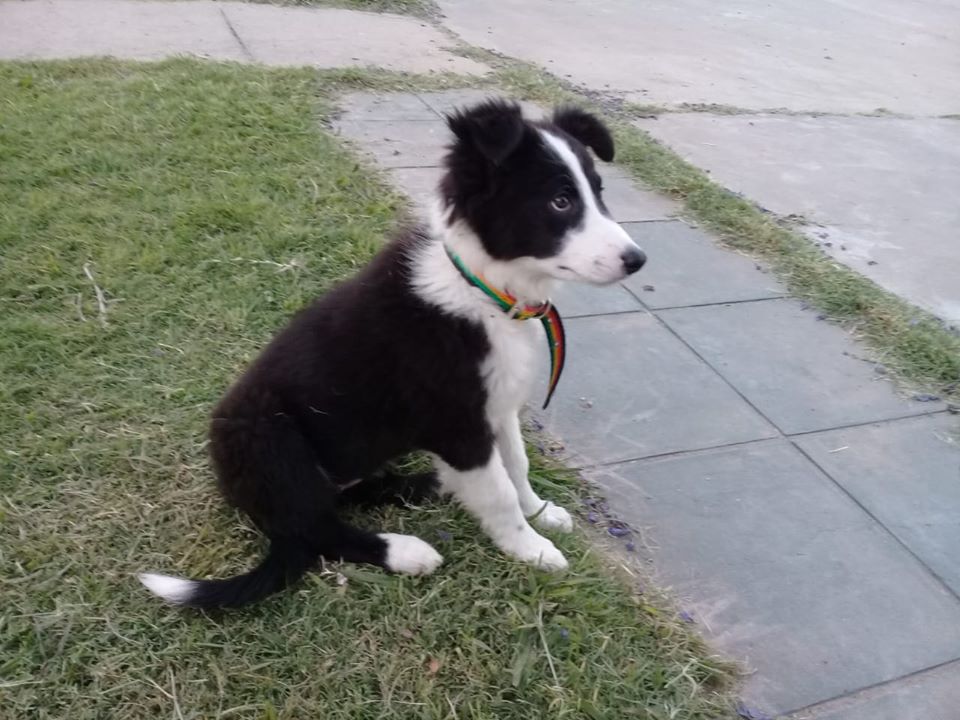 Bomberos Voluntarios venden tortas fritas para poder crear una Brigada Canina.