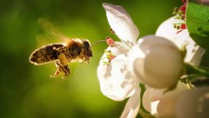 SADA impulsa acción colectiva por las abejas  junto amás de 200 organizaciones de América Latina y El Caribe