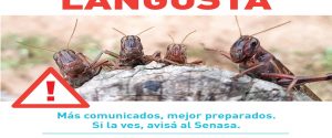 Alertan sobre la posible llegada de manga de langostas al norte entrerriano