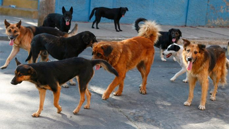 Presentaron proyecto de ley para enseñar «derecho de los animales» en escuelas