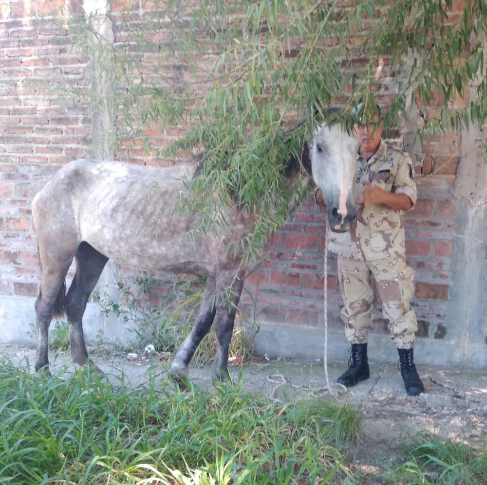 Policia Rural con la colaboración de vecinos, logro de rescatar un caballo en condiciones de desnutrición y maltrato.