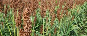 Brindan recomendaciones para las aplicaciones realizadas en plantaciones de sorgo