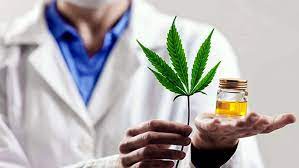 El Senado provincial dio dictamen favorable al proyecto que regula el acceso seguro al cannabis medicinal