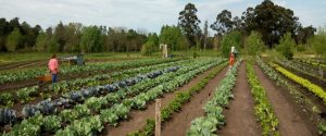 Seleccionaron seis proyectos entrerrianos en la convocatoria de Ciencia y Tecnología contra el hambre