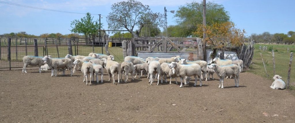 La provincia aprobó proyectos de desarrollo ovino y caprino por 9,5 millones de pesos