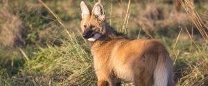 Confirman la presencia en la provincia de una especie de zorro en peligro de extinción