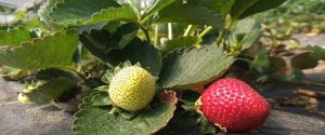 Visitan en Federación emprendimientos hortícolas beneficiados con herramientas e insumos para su ampliación productiva