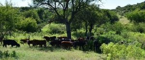 Capacitan a productores ganaderos sobre principios básicos para el manejo del monte