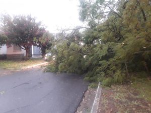 Con el fuerte viento, cayó frondoso árbol sobre Av. Argentina