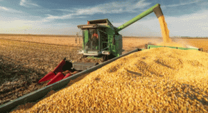 Según la Bolsa de Cereales, Entre Ríos registra un nuevo récord de siembra de maíz