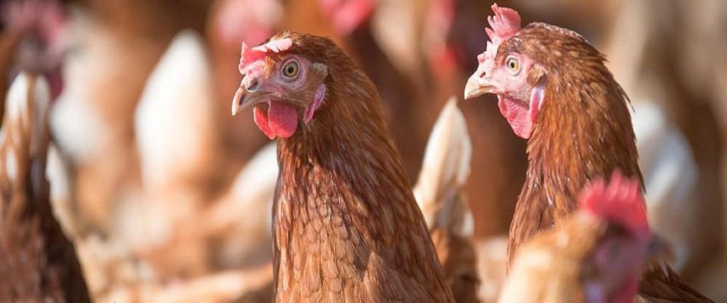 La provincia adhirió al fortalecimiento de medidas para el control en aves corral y silvestres