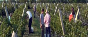 Censan establecimientos vitivinícolas de Entre Ríos