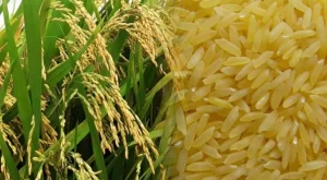 En Entre Ríos se obtuvieron rindes récord de arroz