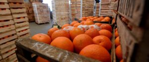 Referentes de la producción citrícola destacaron la apertura de la exportación a Vietnam