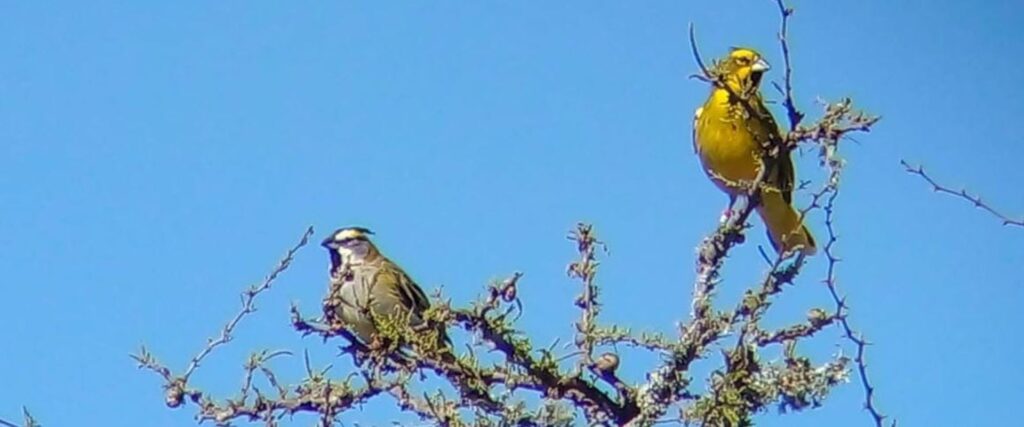 Liberaron cardenales amarillos en Entre Ríos