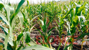 La sequía castiga a Entre Ríos: maíz sin choclos y grandes grietas en la tierra