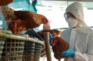Vigilancia: 300 vacunadores contra aftosa se suman al combate de Influenza Aviar en Entre Ríos