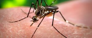 Refuerzan medidas de prevención de dengue ante un caso confirmado en Paraná