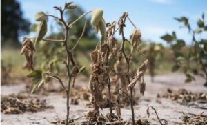 La provincia amplió la emergencia agropecuaria a otras producciones agrícolas perjudicadas por la sequía