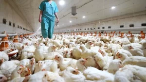 Senasa confirmó el primer caso de gripe aviar en Entre Ríos