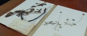 Junio será el mes dedicado a los herbarios en el Museo Provincial Antonio Serrano