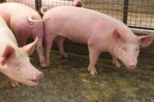 Otro año de crecimiento de la producción porcina entrerriana