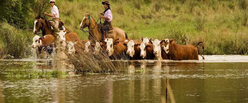 La provincia toma medidas de evacuación de la hacienda frente a la crecida del Río Paraná