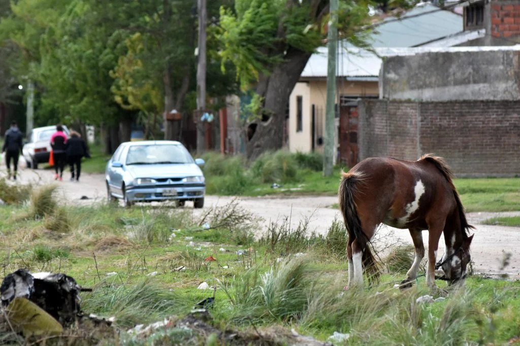 DESDE LA POLICIA LOCAL RECUERDAN QUE NO SE DEBEN TENER CABALLOS ATADOS EN LA VIA PUBLICA