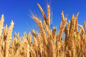 Entre Ríos logró una producción record de trigo superior a US$ 500 millones