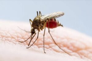 Siguen en aumento los casos de dengue y coronavirus en Entre Ríos