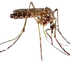 Reportan 5.292 casos de dengue en Entre Ríos