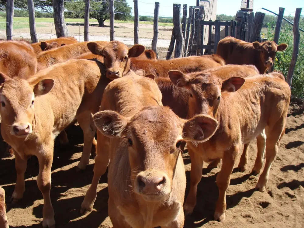 Desde la Sociedad Rural Maria Grande hicieron publica la preocupación por delitos en campos de la zona.