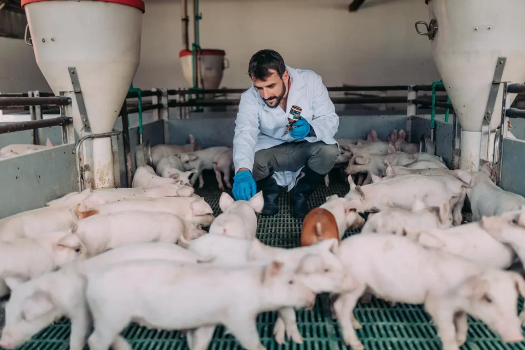 Productores e industriales de carne de cerdo alarmados por la apertura de las importaciones