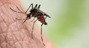 Advierten que el riesgo de contraer dengue se mantiene a pesar de las bajas temperaturas