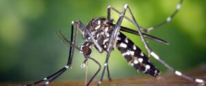 Se registraron más de 2000 nuevos casos de dengue en la última semana