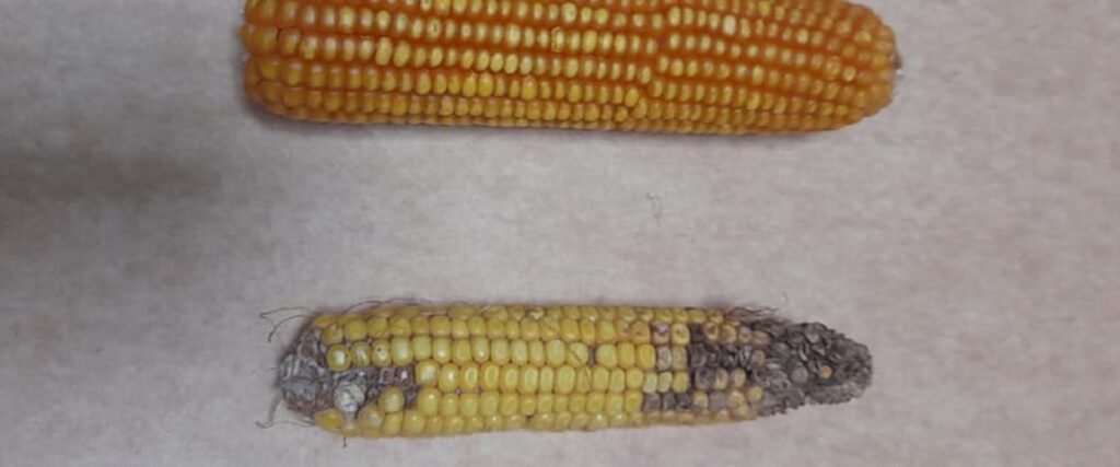 Chicharrita del maíz: Sugieren eliminar las plantas guachas en el invierno para disminuir la plaga