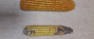 Chicharrita del maíz: Sugieren eliminar las plantas guachas en el invierno para disminuir la plaga
