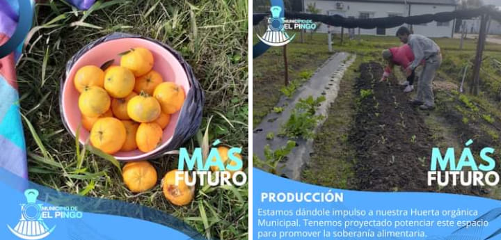 EL PINGO – Se trabaja en potenciar la Huerta Orgánica