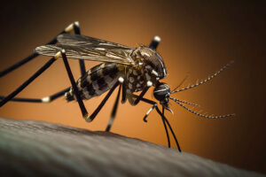 Siguen en descenso los casos de dengue en Entre Ríos