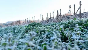 Amanecer  muy helado en la provincia los días muy gélidos no darán respiro durante esta semana