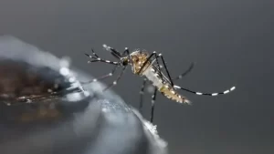 El Ministerio de Salud de Entre Ríos advierte sobre el riesgo de aumento de casos de dengue en el verano